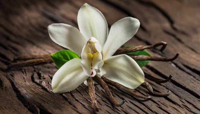 Orquídias Baunilha