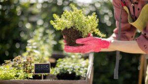 plantas fáceis de cultivar